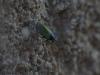 Tettigometra laeta